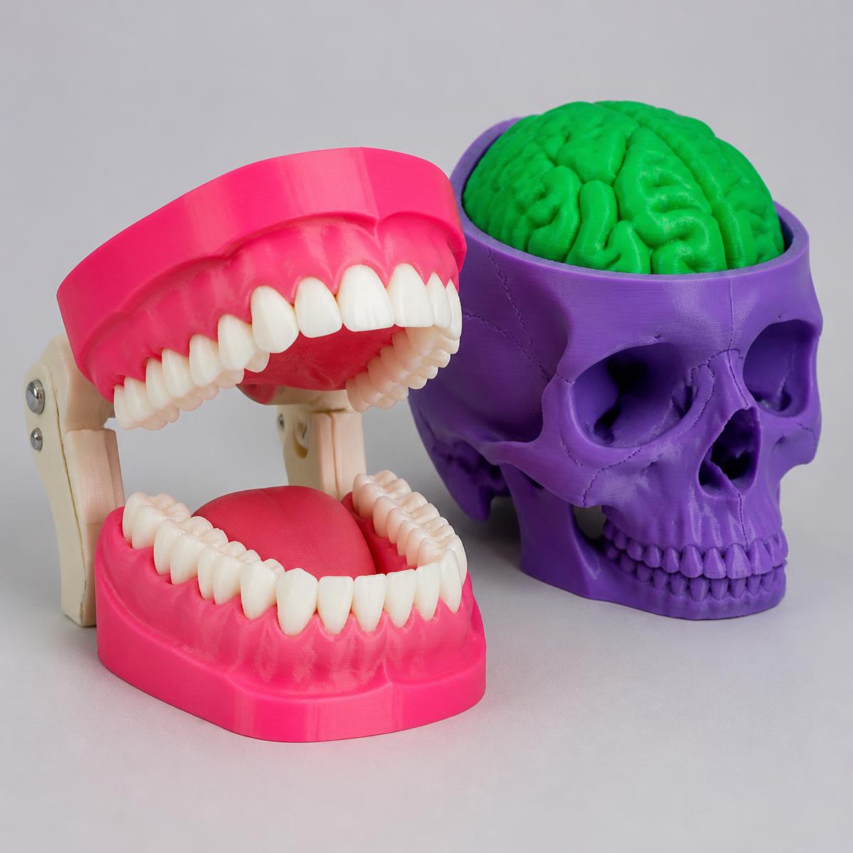 Pink dental jaw model beside a purple skull with a green brain